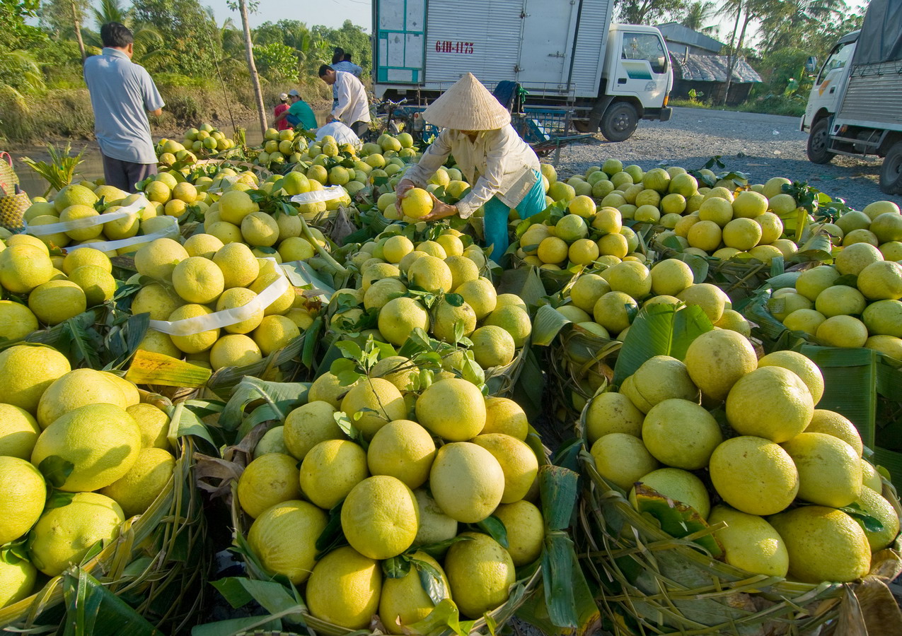 trái cây miền tây