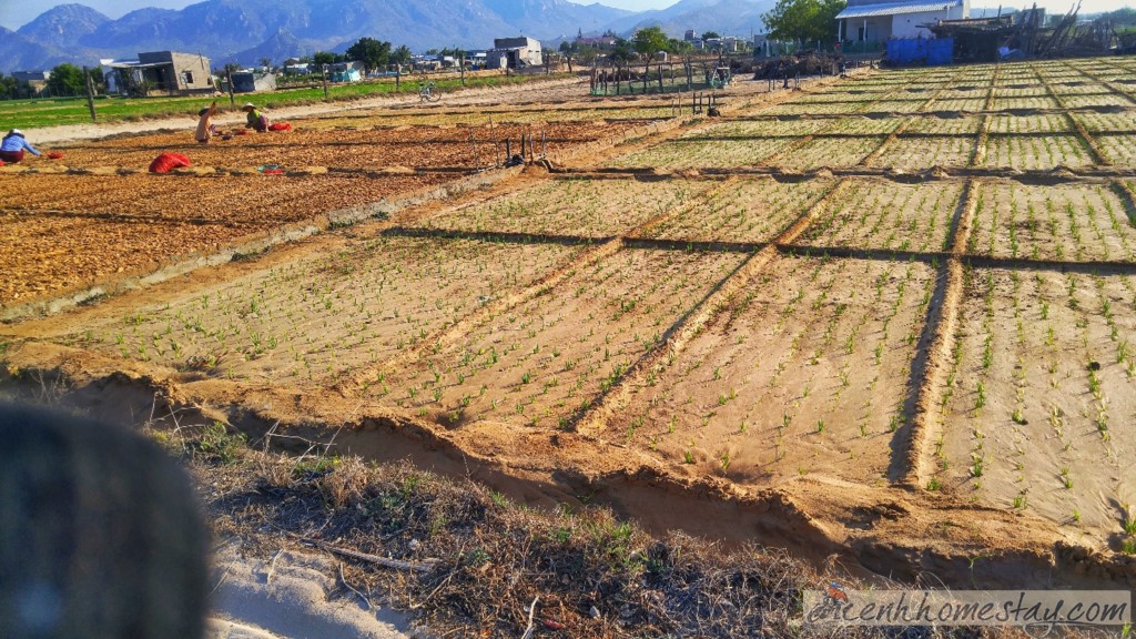 "Suýt chết" ở cung đường biển Ninh Thuận-Cam Ranh