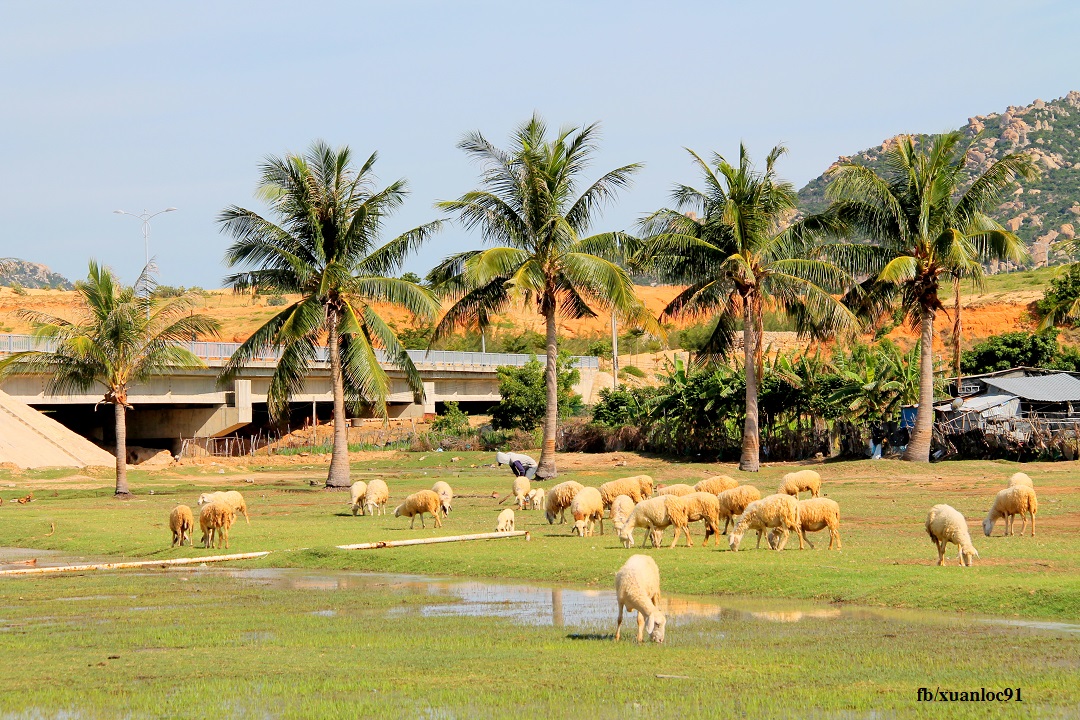 105km cung đường biển Ninh Thuận "nhìn là thích" "nhích chẳng chịu về