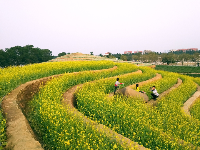 Ruộng hoa bậc thang ''gây sốt'' ở Hà Nội