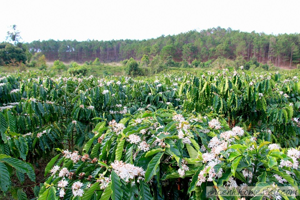 30 Trải nghiệm khó quên trên cung trekking Tà Năng Phan Dũng