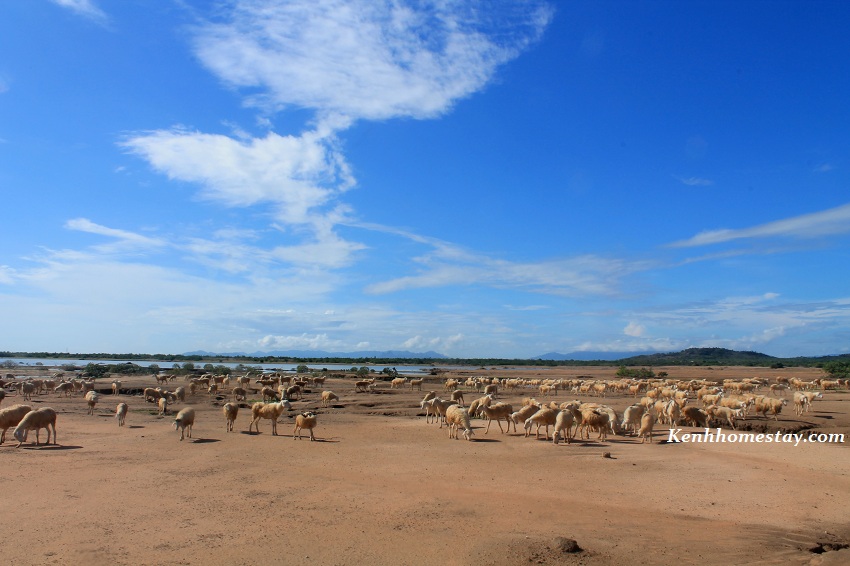 53 điểm du lịch Ninh Thuận, Phan Rang nổi tiếng nhất định phải đi một lần