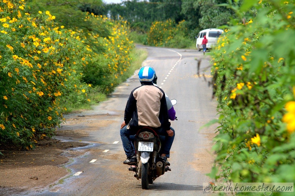 Cung săn hoa dã quỳ Khu vực đường vào thác Pongour (huyện Đức Trọng)