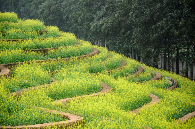 Ruộng hoa bậc thang ''gây sốt'' ở Hà Nội