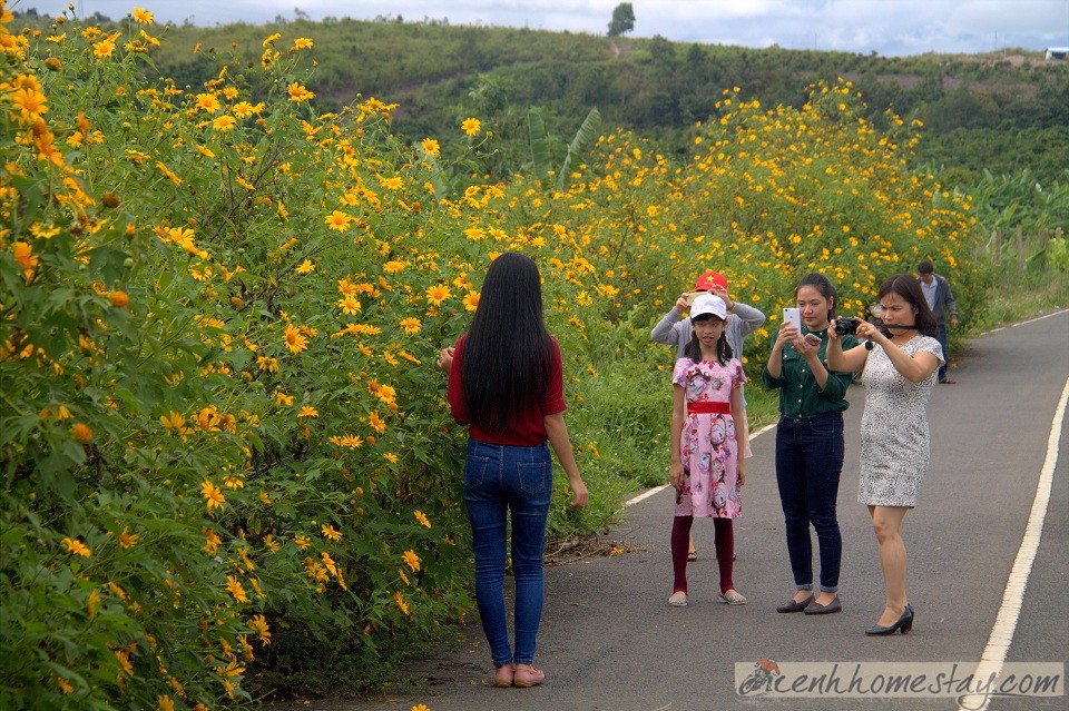 Cung săn hoa dã quỳ Khu vực đường vào thác Pongour (huyện Đức Trọng)