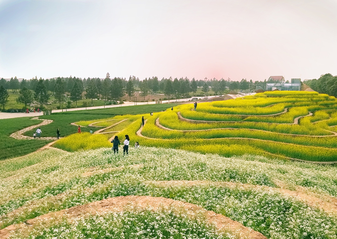 Ruộng hoa bậc thang ''gây sốt'' ở Hà Nội