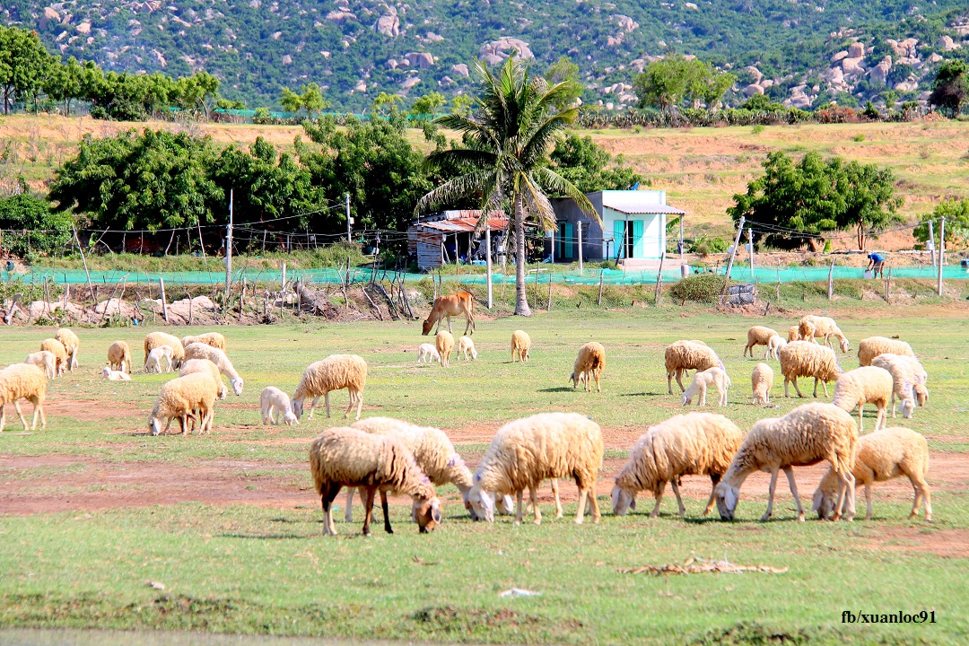 105km cung đường biển Ninh Thuận "nhìn là thích" "nhích chẳng chịu về