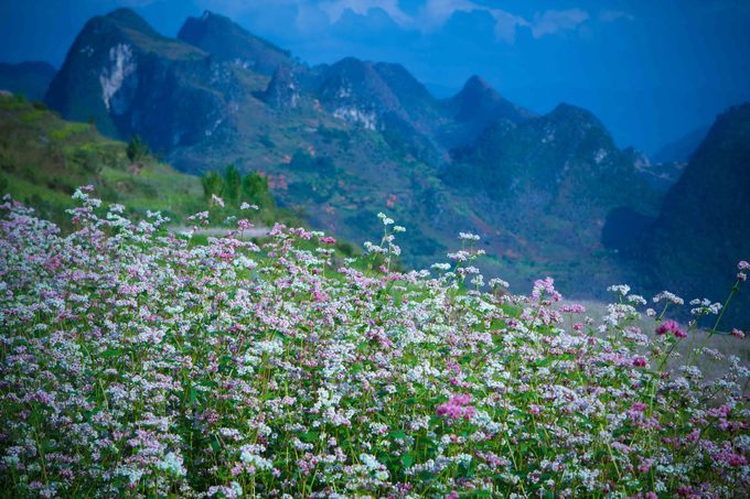 Lên lịch sẵn cho kế hoạch ''săn hoa'' khắp 12 tháng trong năm