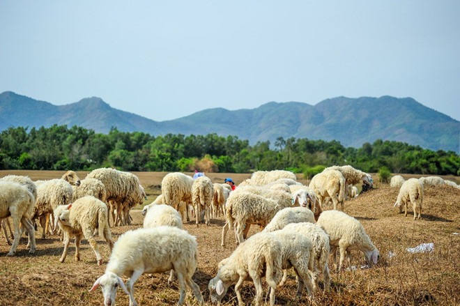 dia chi canh dong cuu vung tau o dau