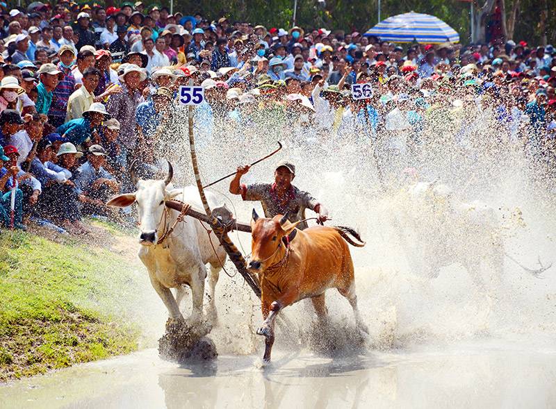 le hoi dua bo bay nui o an giang