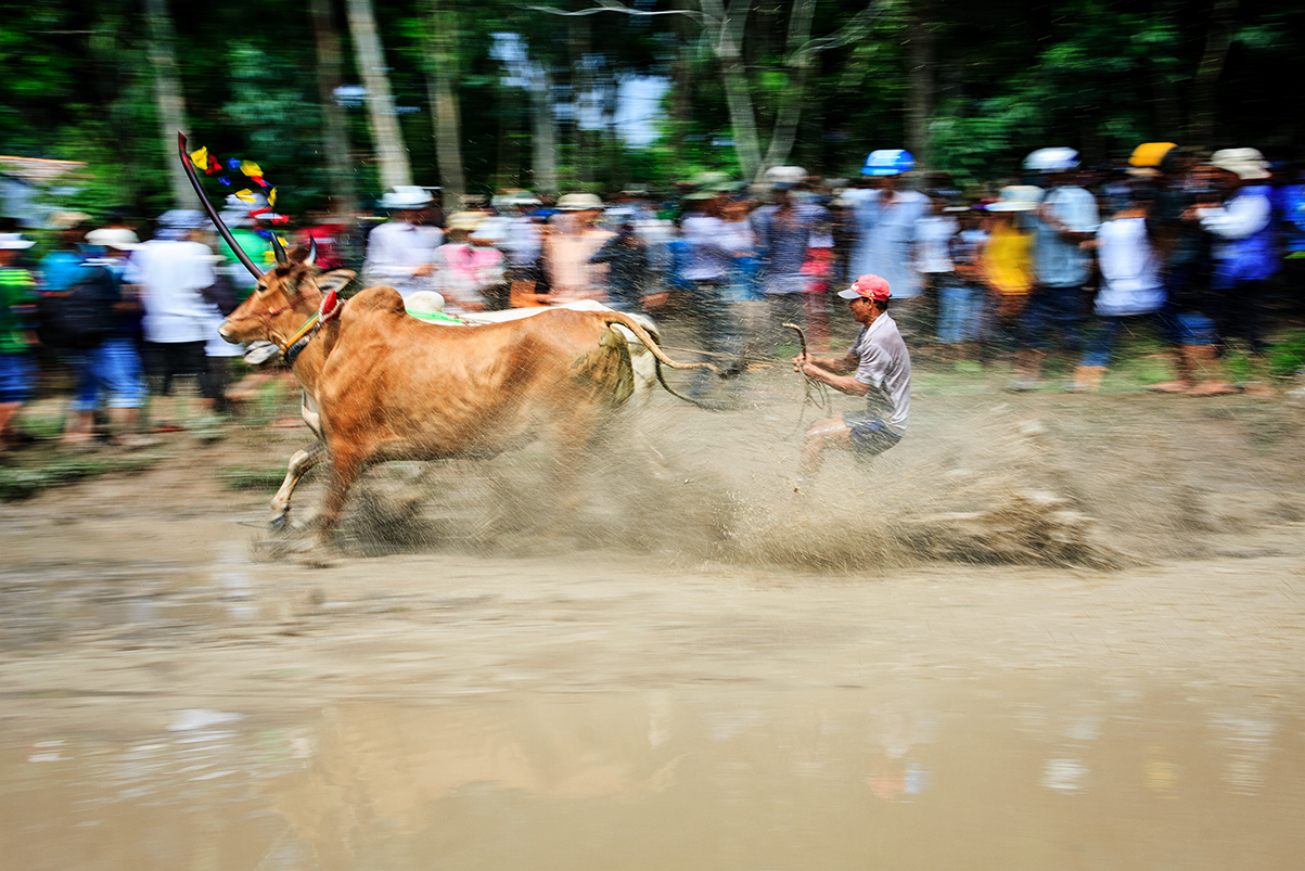 le hoi dua bo bay nui o an giang