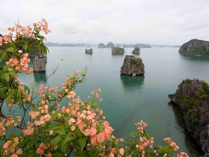 hang thien canh son o ha long