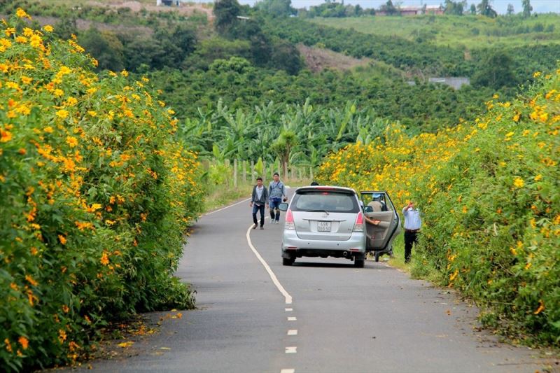 cam nang du lich da lat mua hoa da quy