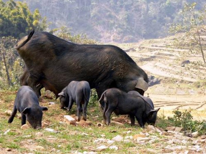 dac san lon cap nach o sapa