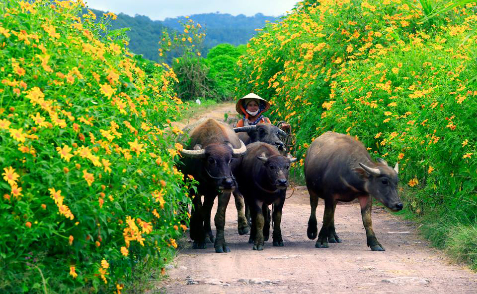 cam nang du lich da lat mua hoa da quy