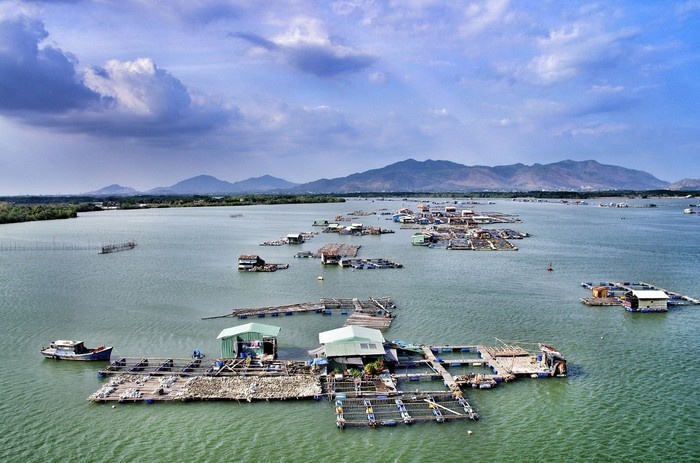 dao long son o vung tau