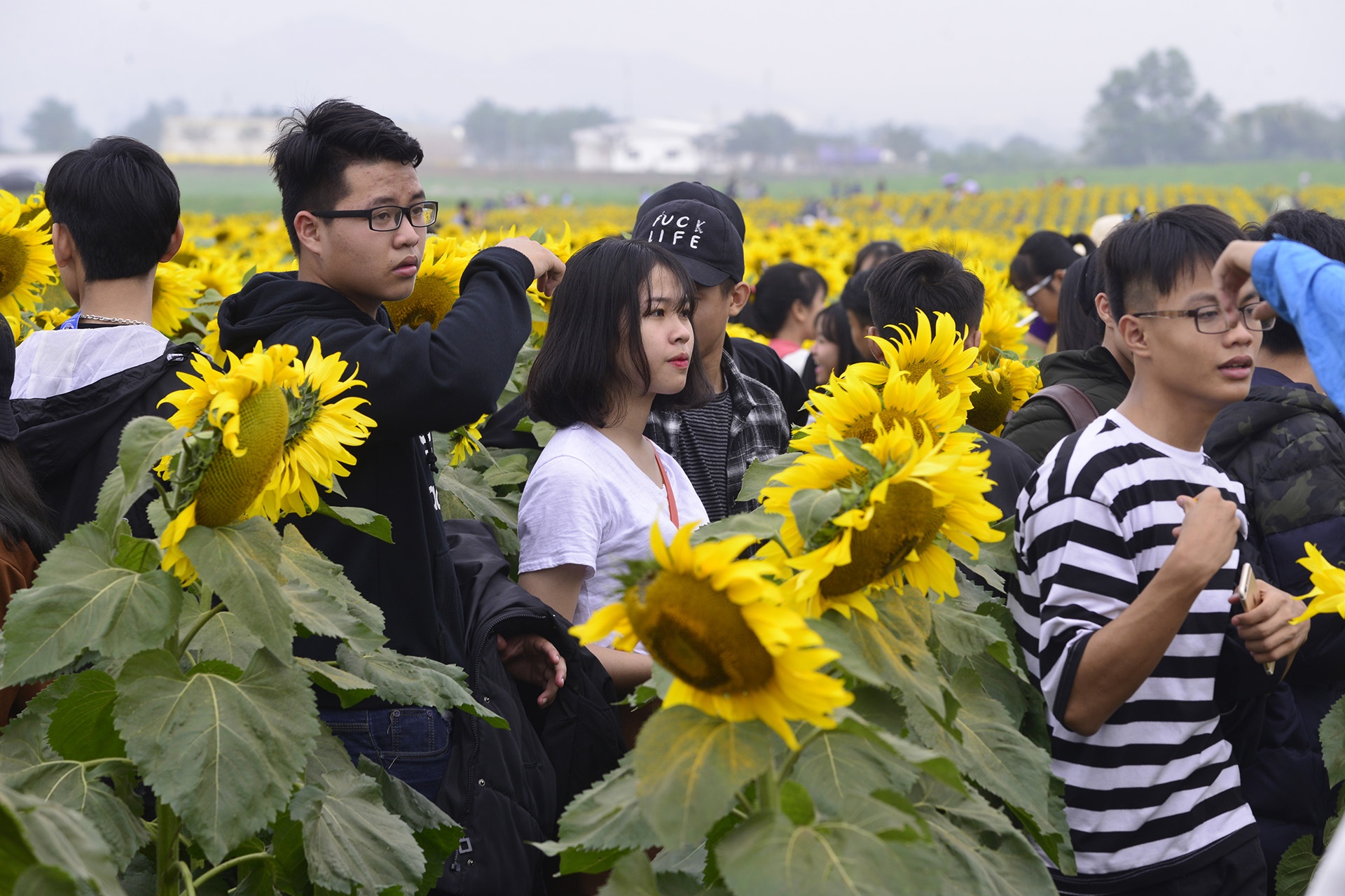 pha rao, chen chuc tai canh dong hoa huong duong anh 13