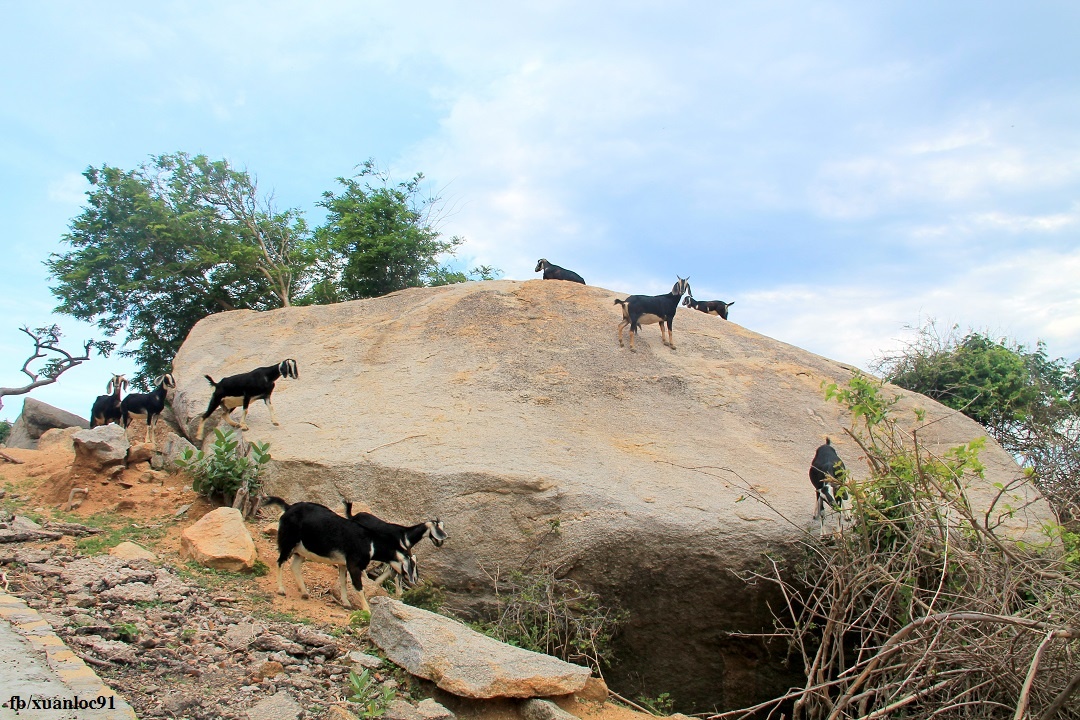 Du lich Ninh Thuan anh 8