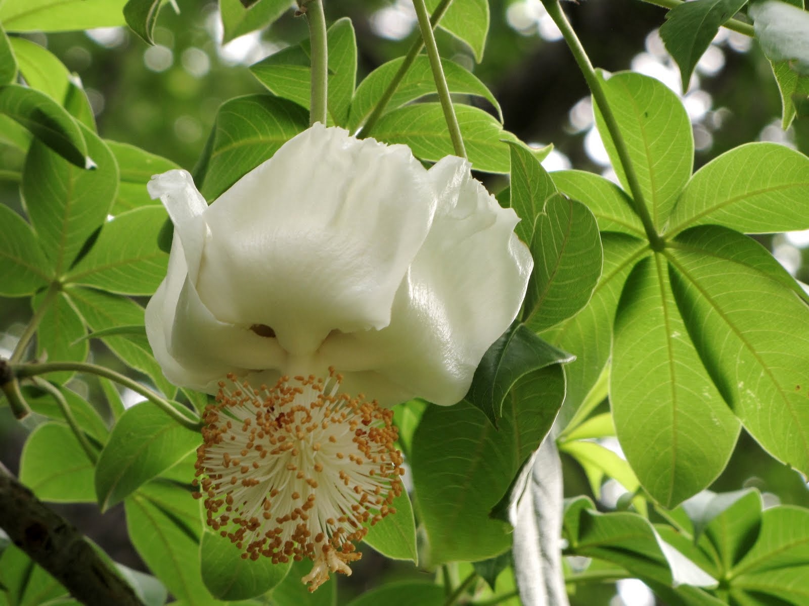 cay baobab chau Phi anh 9