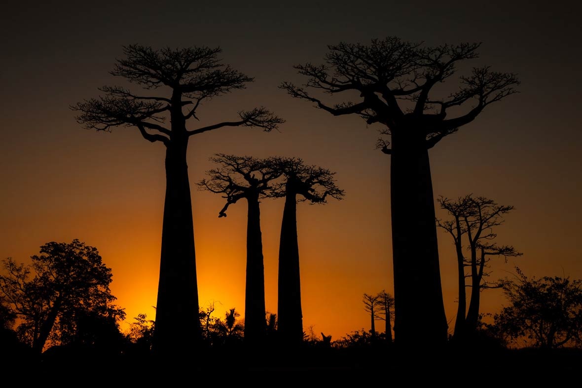 cay baobab chau Phi anh 2