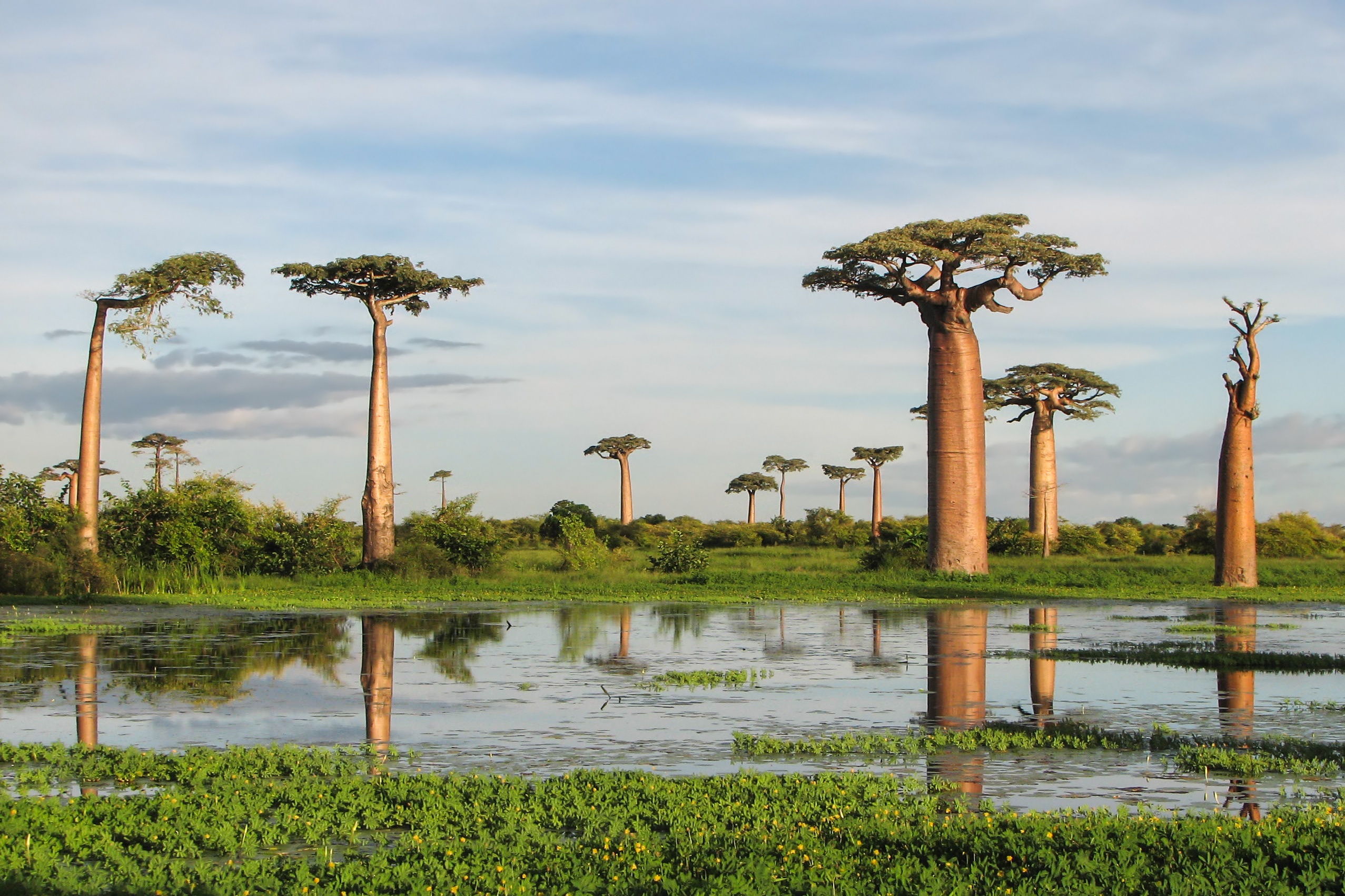 cay baobab chau Phi anh 4