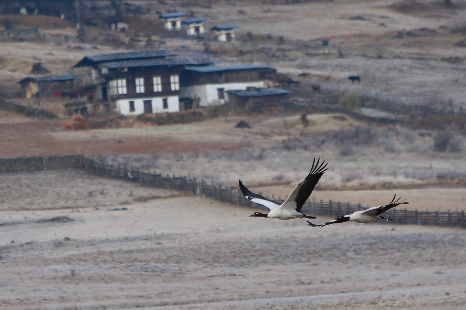 San seu o Phobjikha Bhutan anh 11