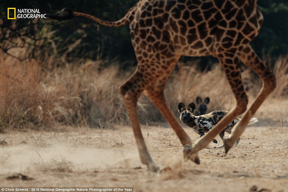 Thien nhien an tuong trong cuoc thi anh cua National Geographic anh 9