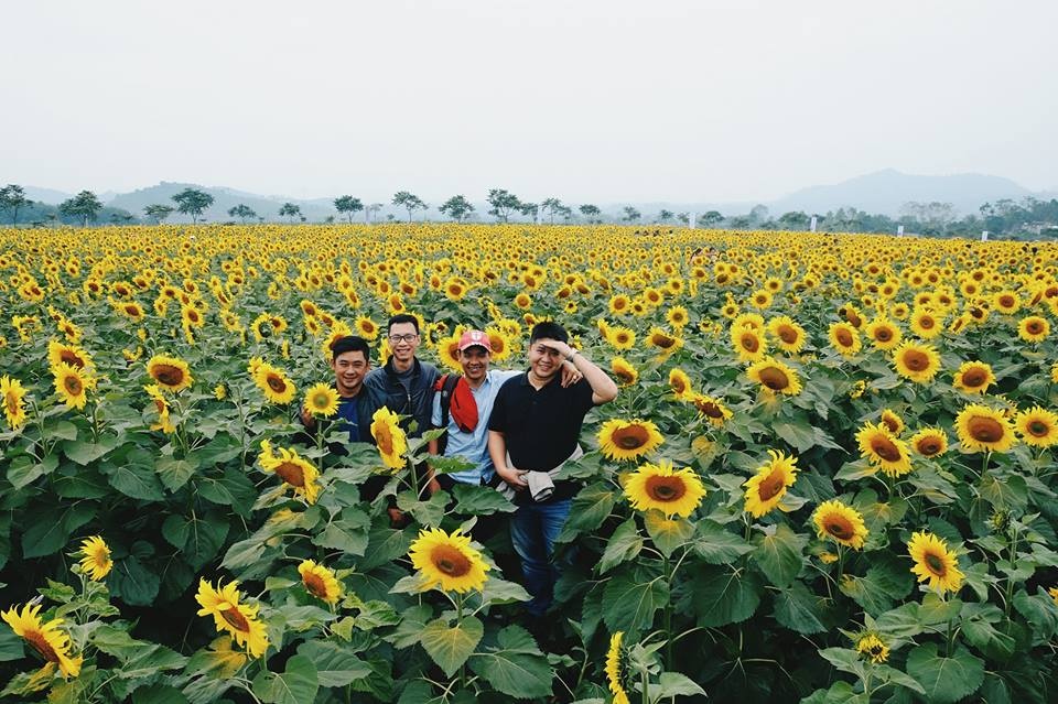 canh dong hoa huong duong anh 3