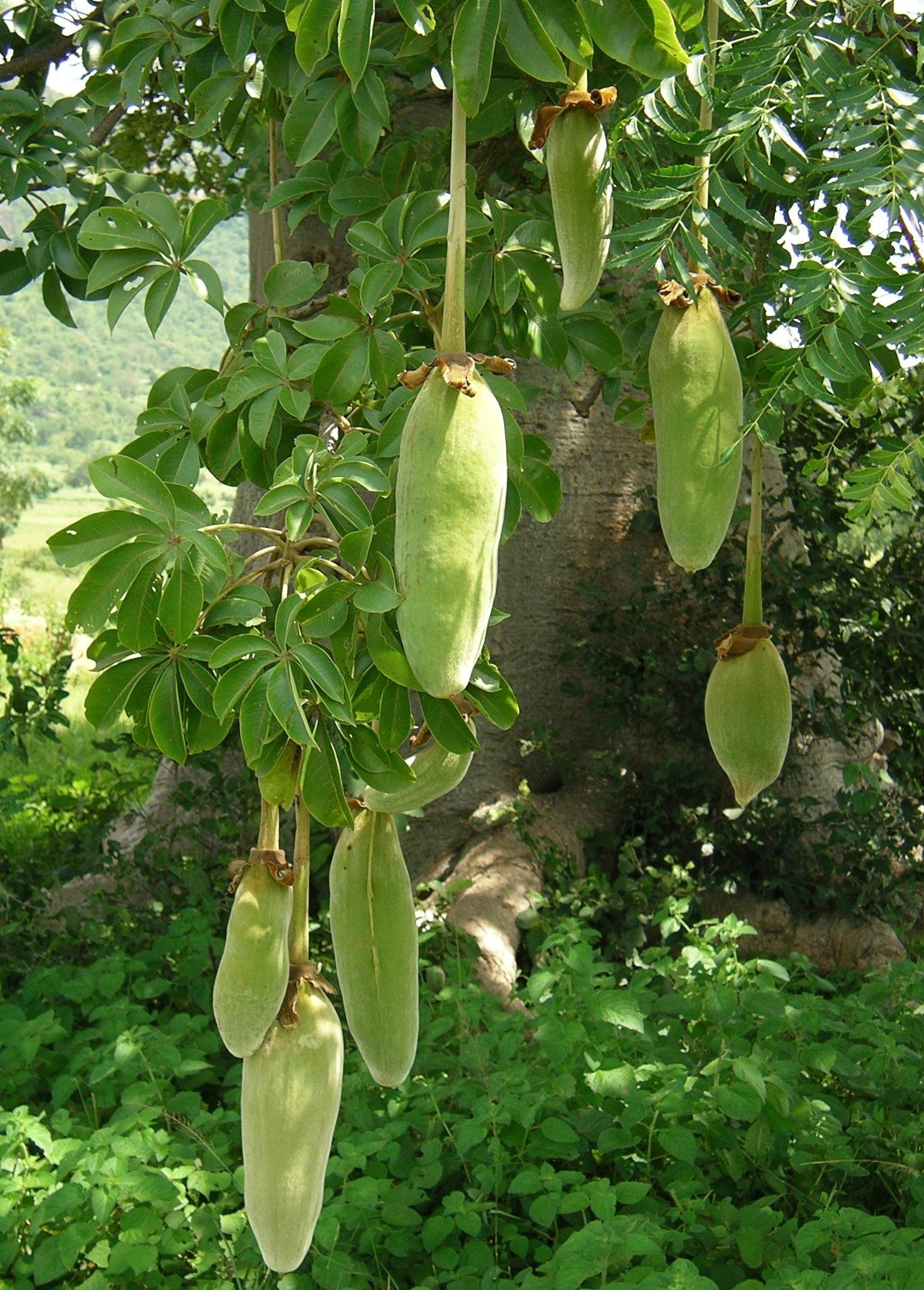 cay baobab chau Phi anh 6