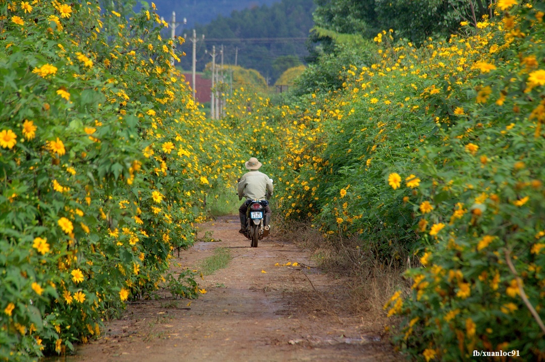 Hoa da quy o Lam Dong anh 7