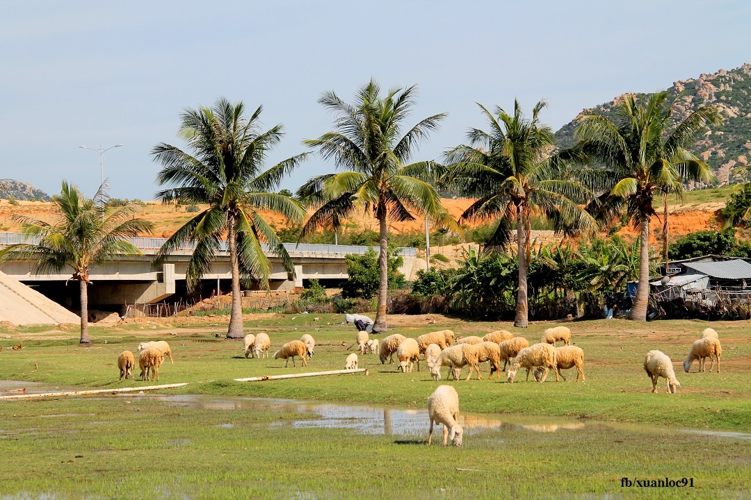 Du lich Ninh Thuan anh 2