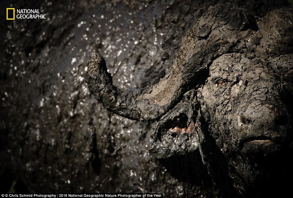 Thien nhien an tuong trong cuoc thi anh cua National Geographic anh 8