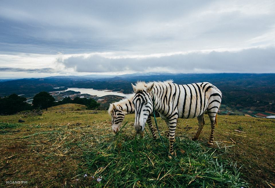 Da Lat mong mo anh 3