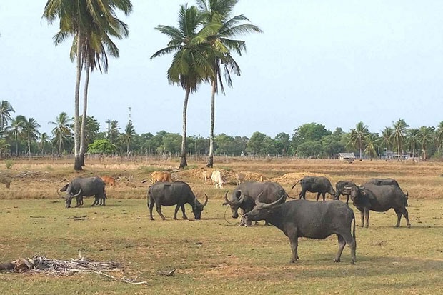 Thai Lan dung trau de thuc day du lich tren dao “con heo” anh 1