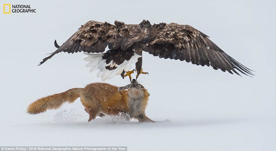 Thien nhien an tuong trong cuoc thi anh cua National Geographic anh 3