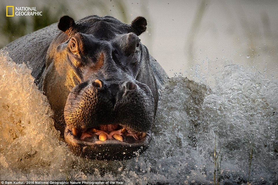 Thien nhien an tuong trong cuoc thi anh cua National Geographic anh 1