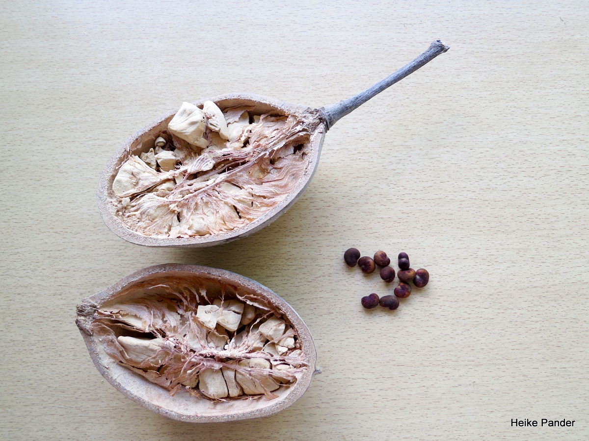 cay baobab chau Phi anh 7