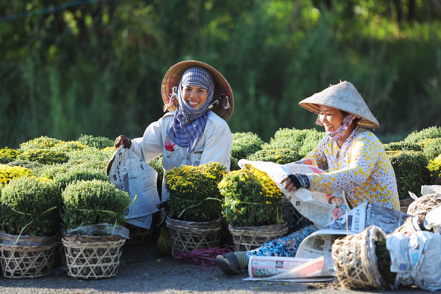 vua hoa Dong Thap anh 14