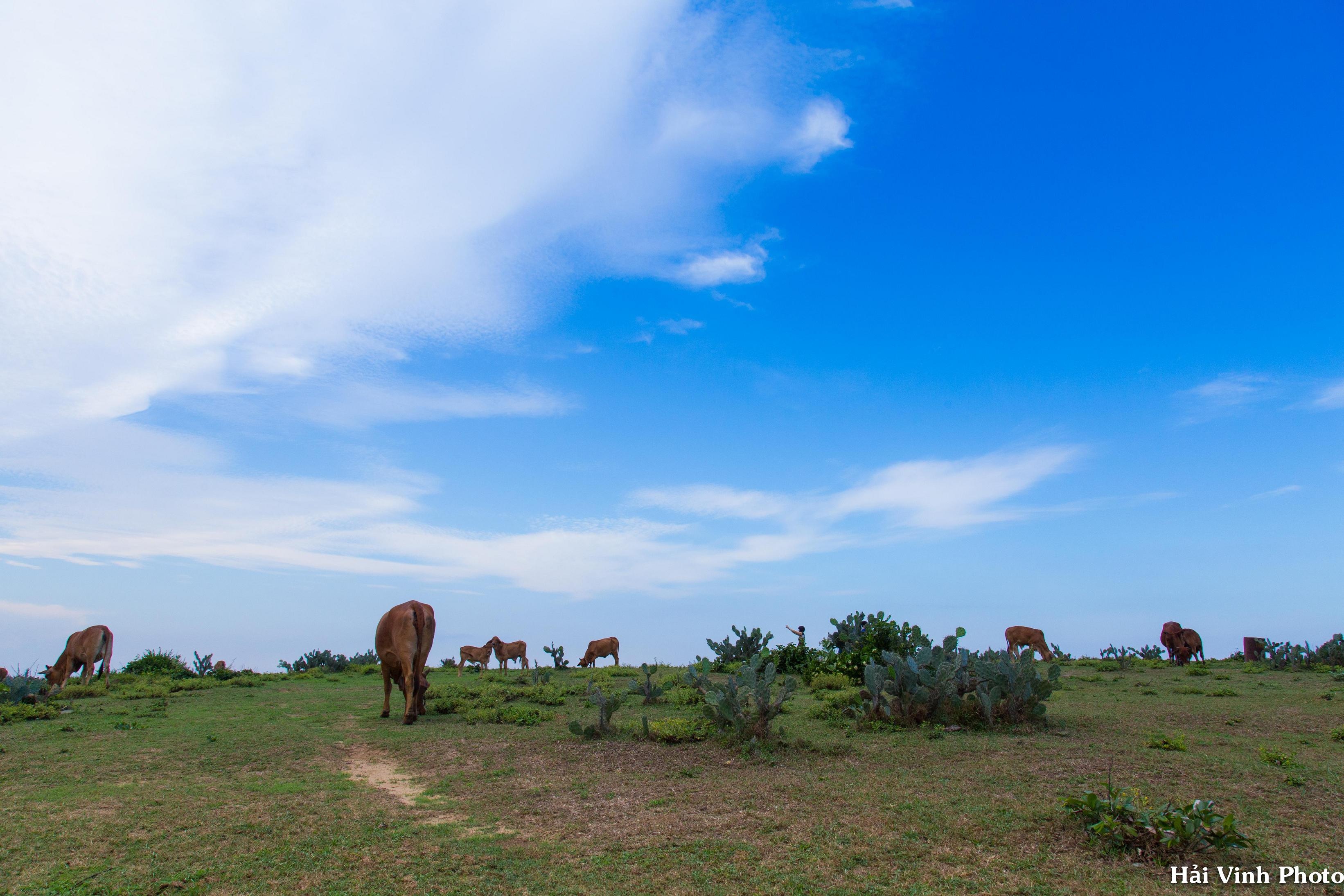 Kham pha Phu Yen anh 14