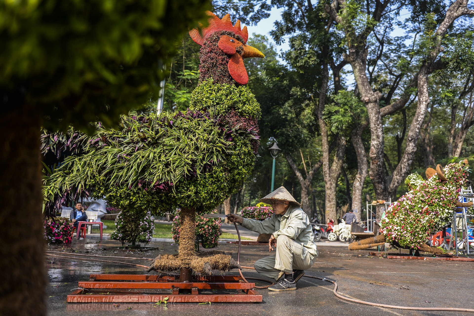 Tam ga long xanh duoi tim co mot khong hai o Ha Noi anh 4