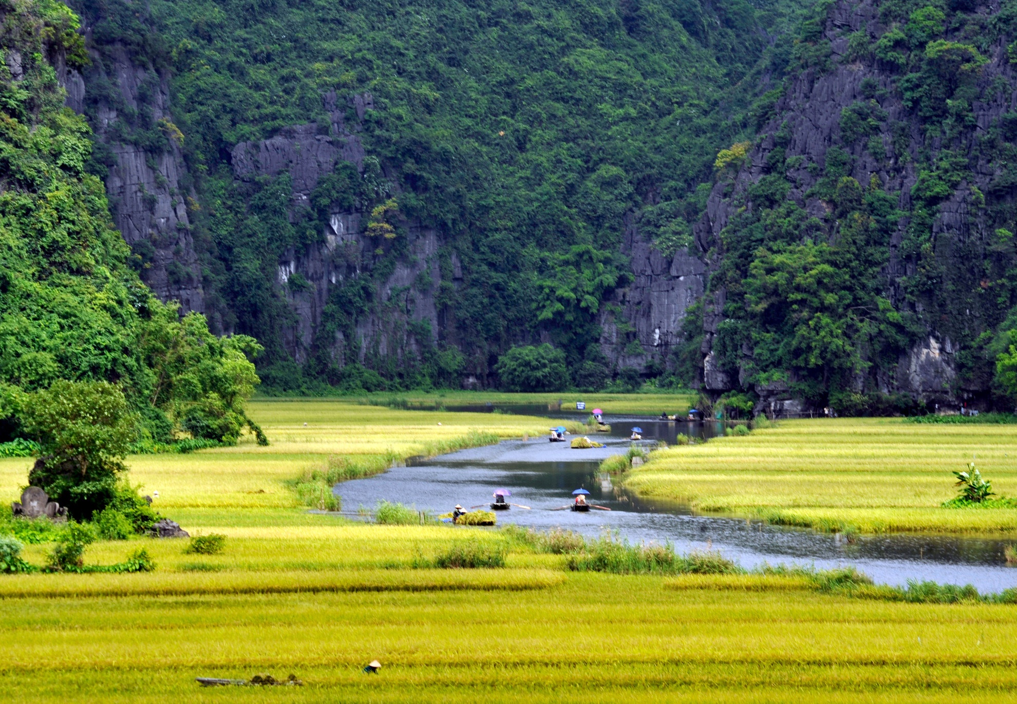 Tam Coc mua lua chin anh 1