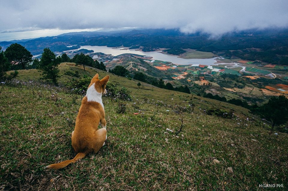 Da Lat mong mo anh 9