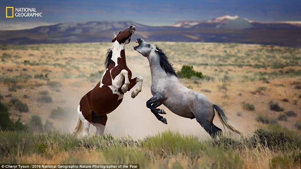 Thien nhien an tuong trong cuoc thi anh cua National Geographic anh 5