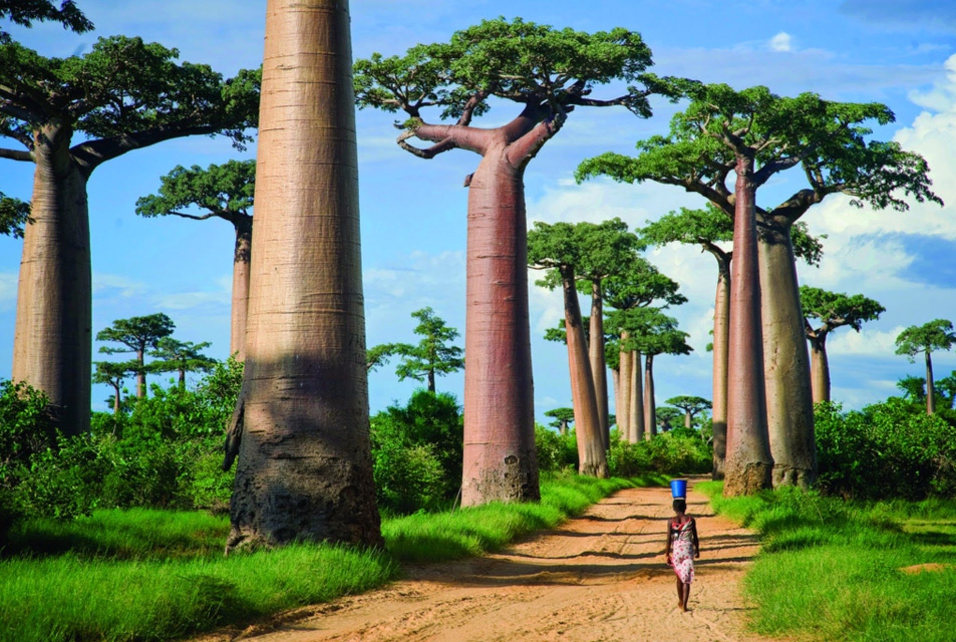 cay baobab chau Phi anh 1