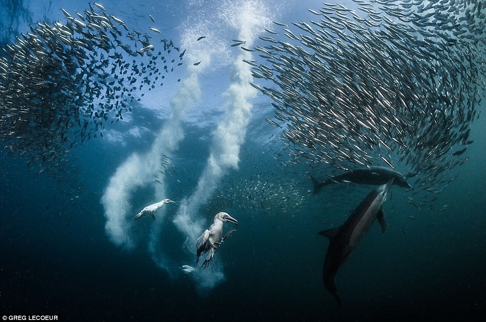 Anh dan luoi o Phan Rang, Siena International Photo Awards anh 5