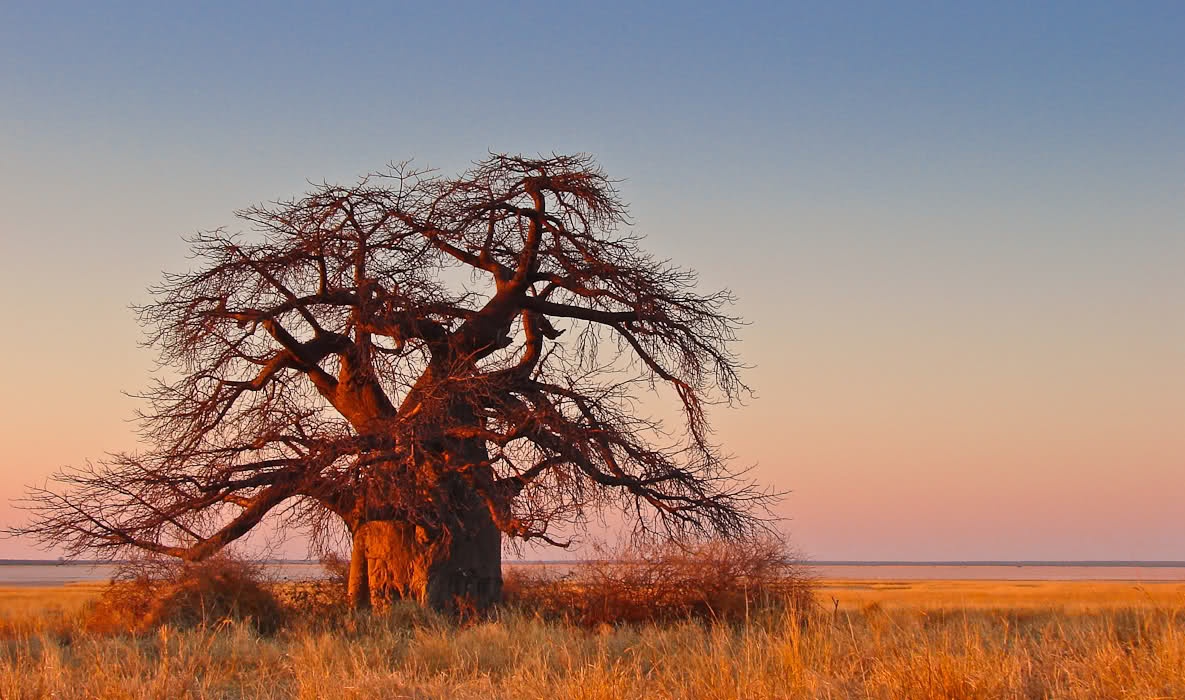 cay baobab chau Phi anh 3