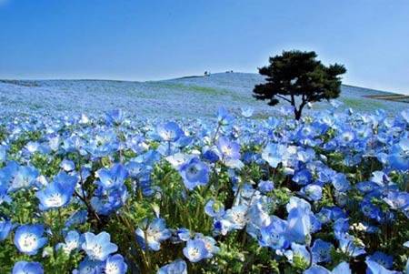 Du lịch Nhật Bản - Cánh đồng hoa Nemophila ở đảo Honshu - iVIVU.com