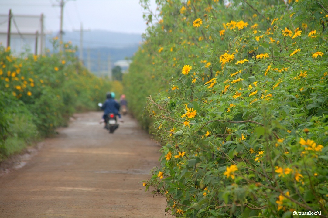 Hoa da quy o Lam Dong anh 2