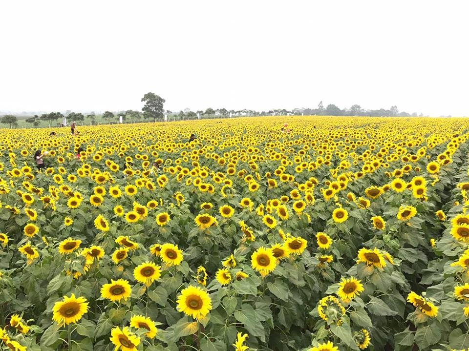 canh dong hoa huong duong anh 6