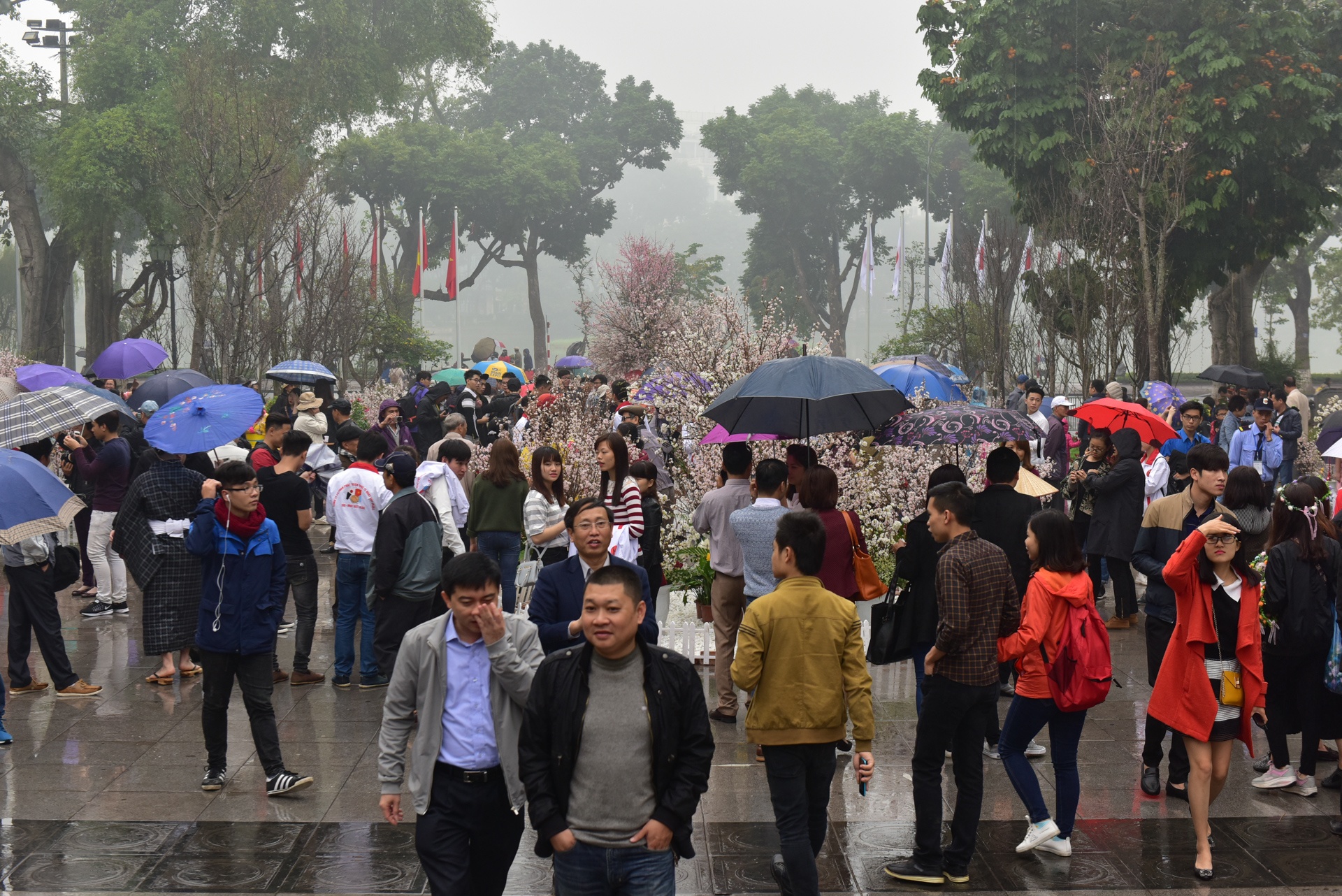 Le hoi hoa anh dao 2017 anh 10